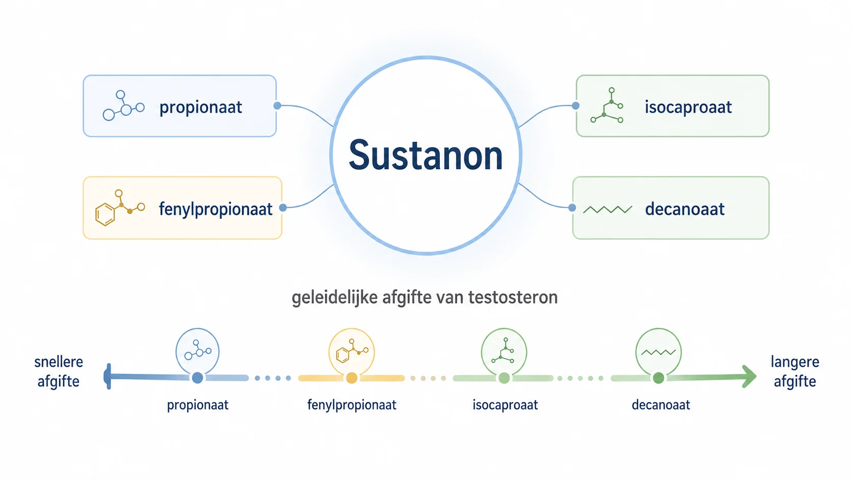 Schematische uitleg van Sustanon met korte en langere testosteron-esters