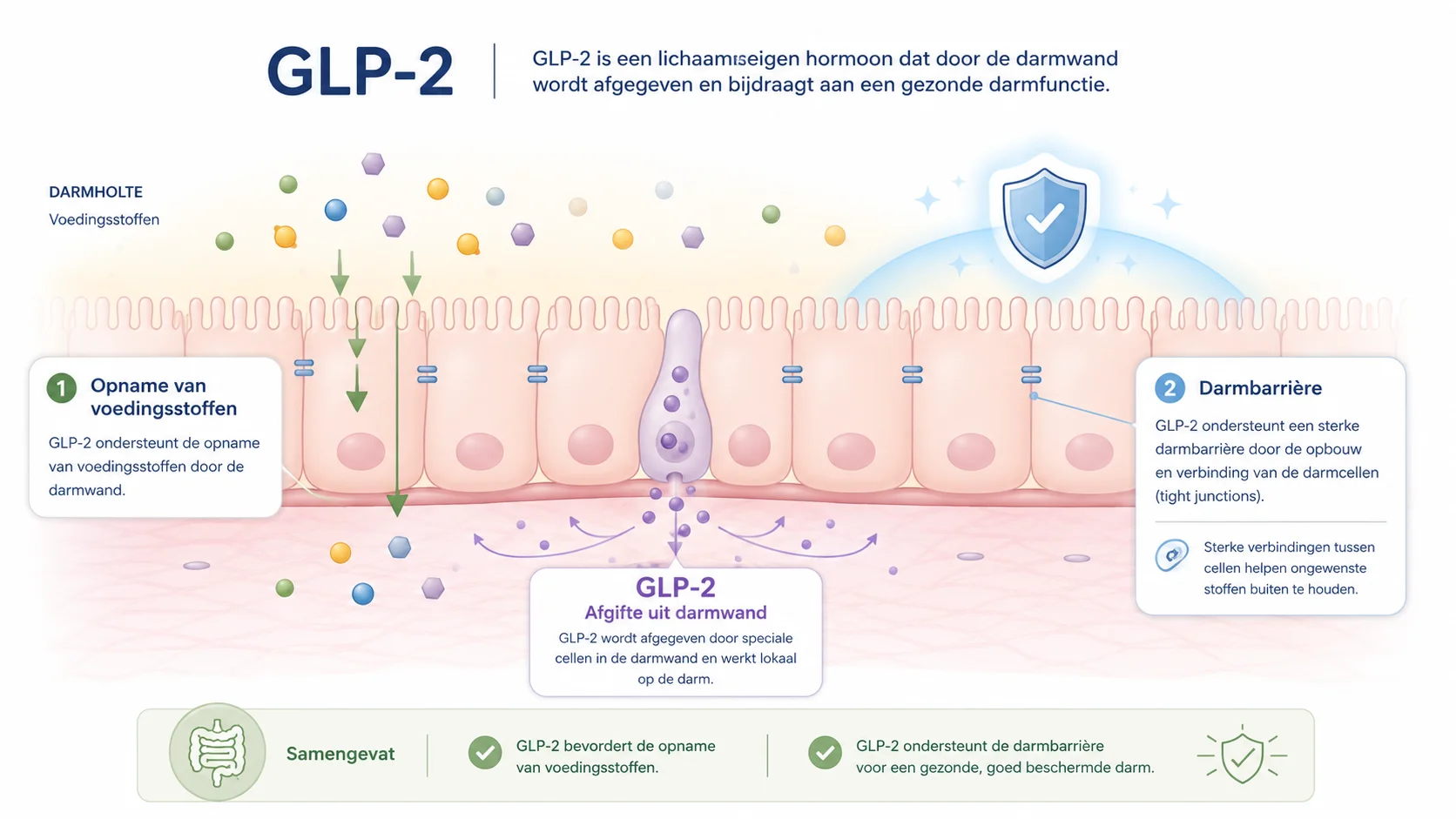 Illustratie die uitlegt wat GLP-2 is